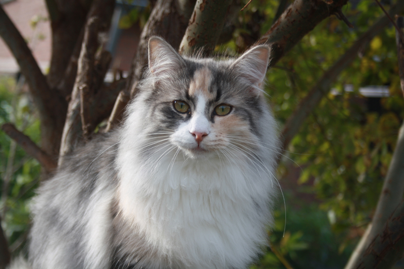 Cura_281010_IMG_1026_kl