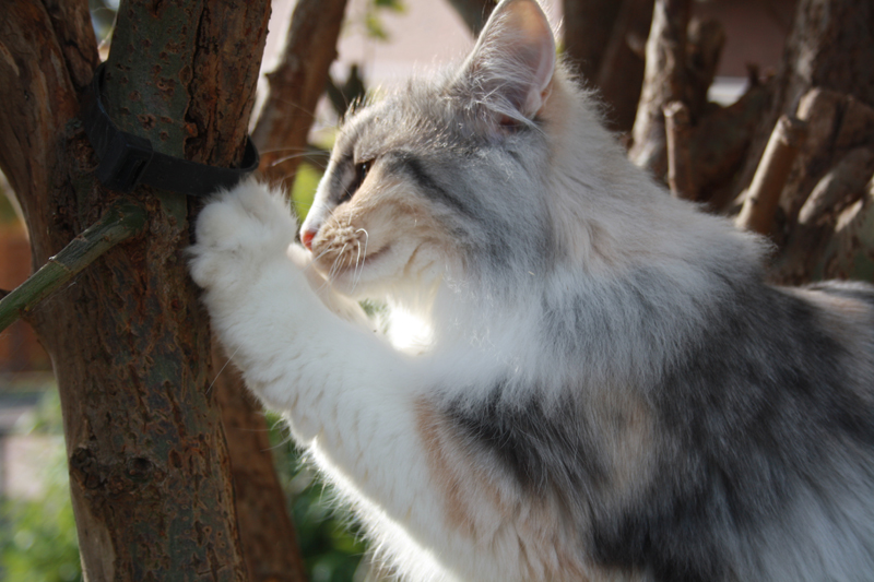 Cura_281010_IMG_1032_kl