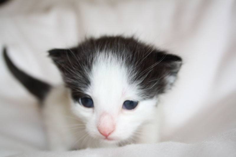 Daiquiri_040512_IMG_2741_kl