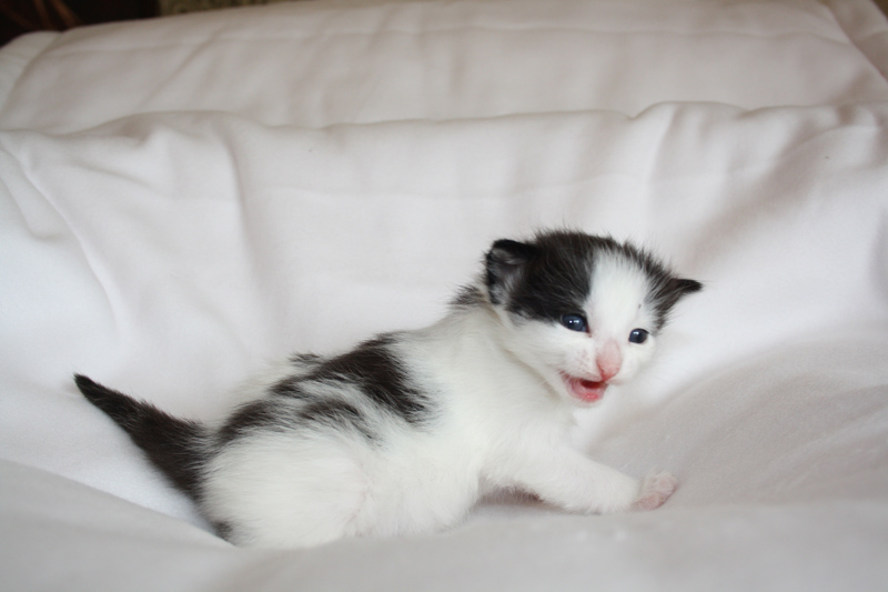 Daiquiri_040512_IMG_2744_kl