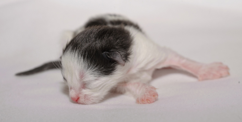 Daiquiri_150412_D112593_kl