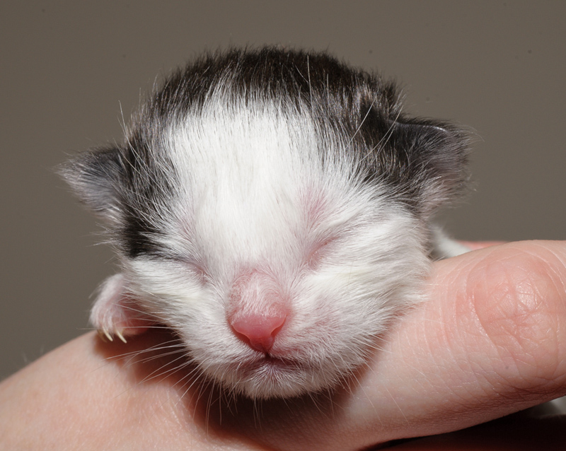 Daiquiri_150412_D112619_kl