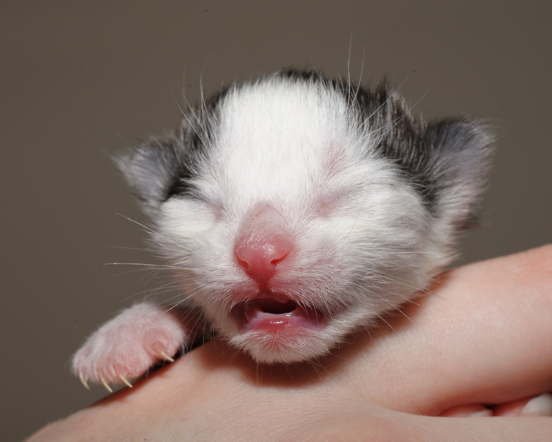 Daiquiri_150412_D112620_kl