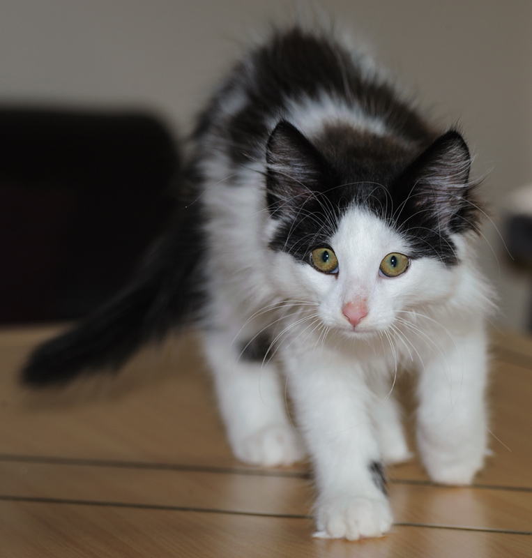 Daiquiri_180712_D114792_kl