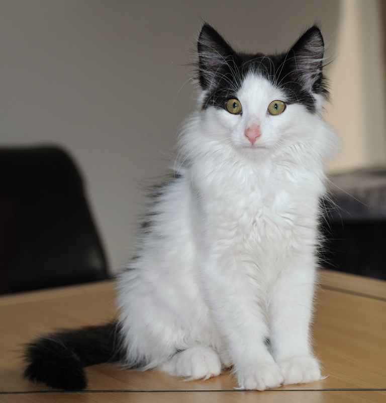 Daiquiri_180712_D114800_kl