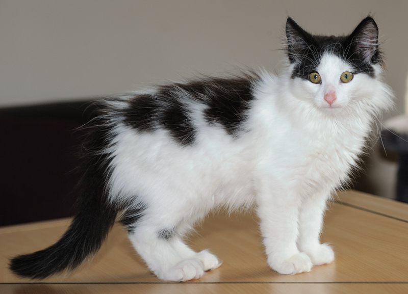 Daiquiri_180712_D114808_kl