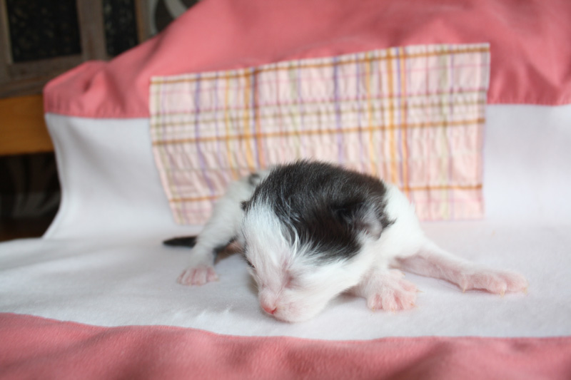 Daiquiri_220412_IMG_2664_kl