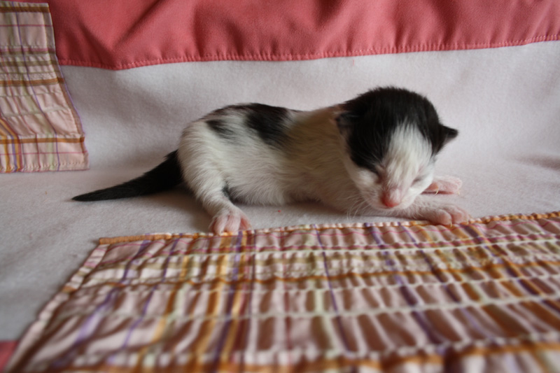 Daiquiri_220412_IMG_2668_kl