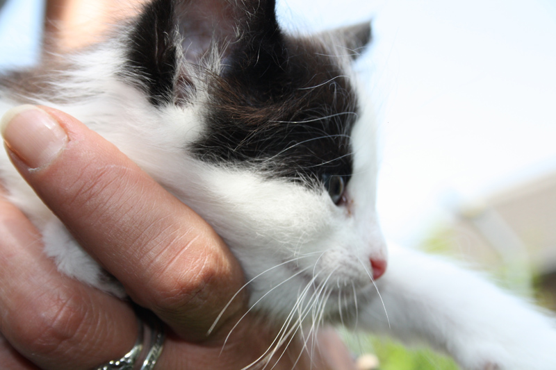 Daiquiri_220512_IMG_2982_kl