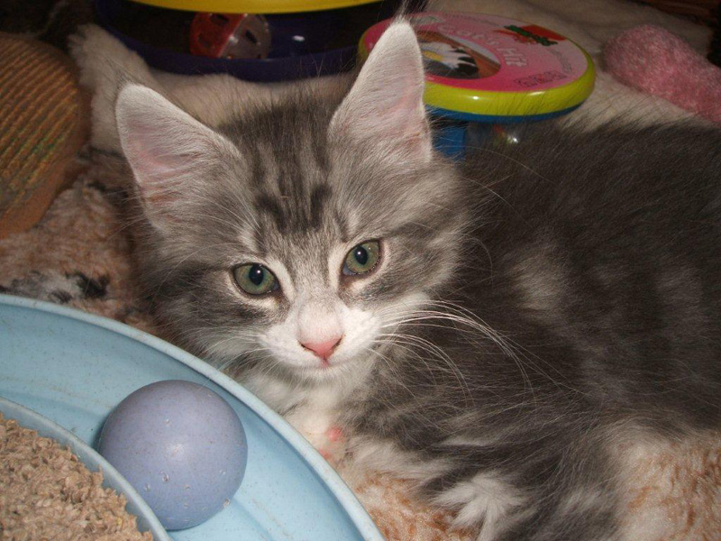 Diamond_031011_DSCF1588_kl