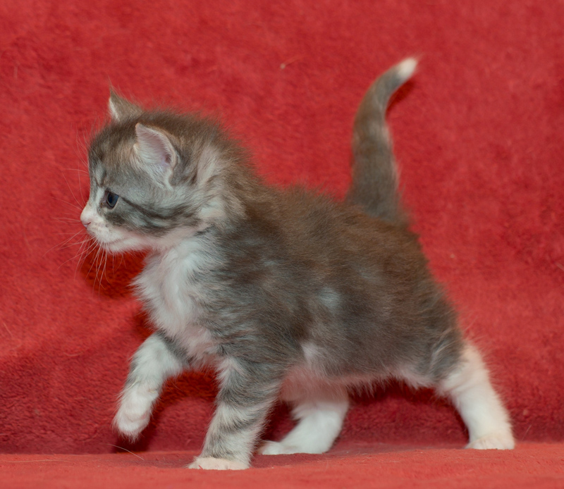 Diamond_090811_D111124_kl