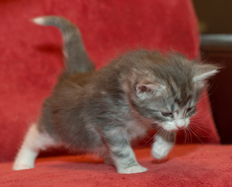 Diamond_090811_D111125_kl