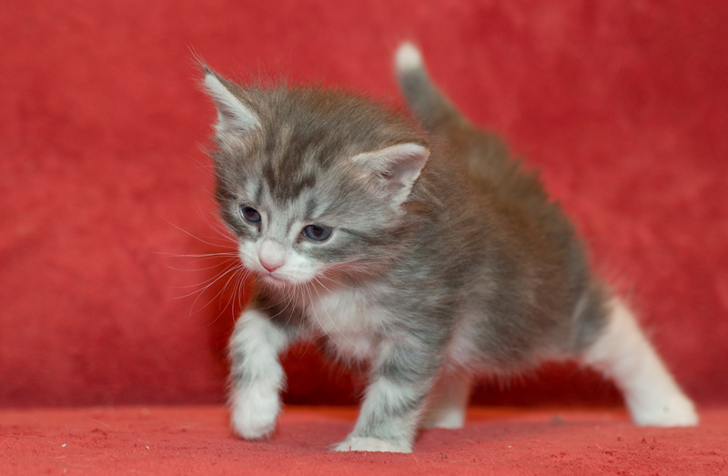 Diamond_090811_D111128_kl