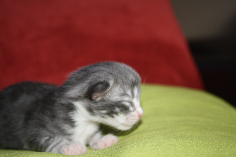 Diamond_170711_IMG_1964_kl