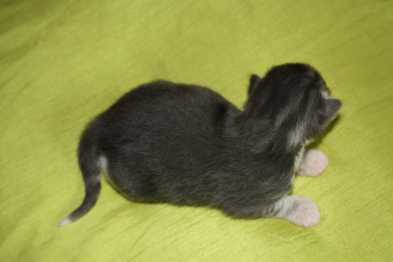 Diamond_170711_IMG_1966_kl