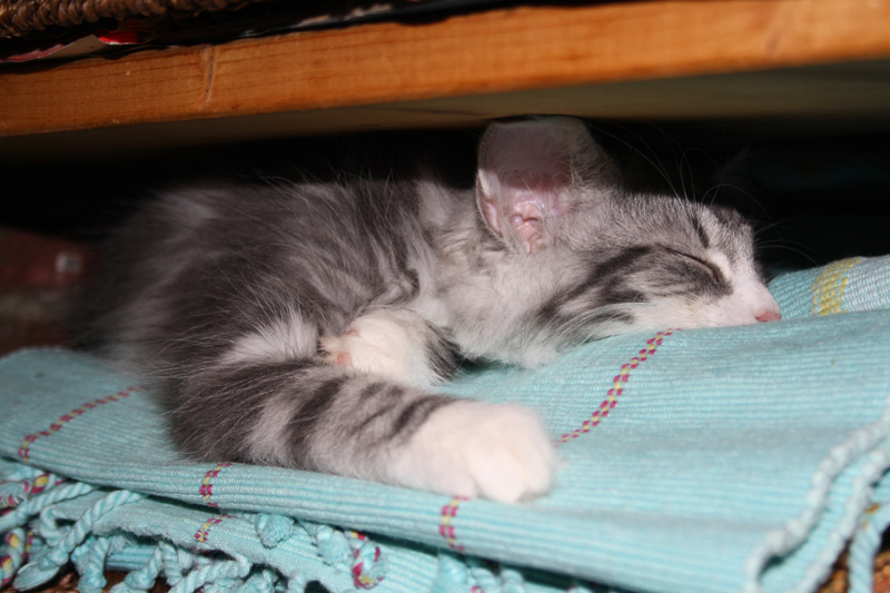 Diamond_251011_IMG_2324_kl