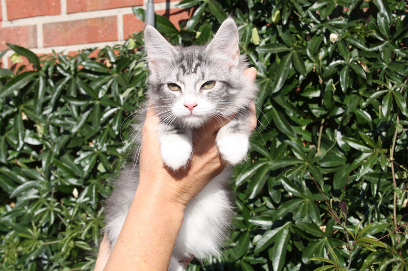 Diamond_251011_IMG_2327_kl