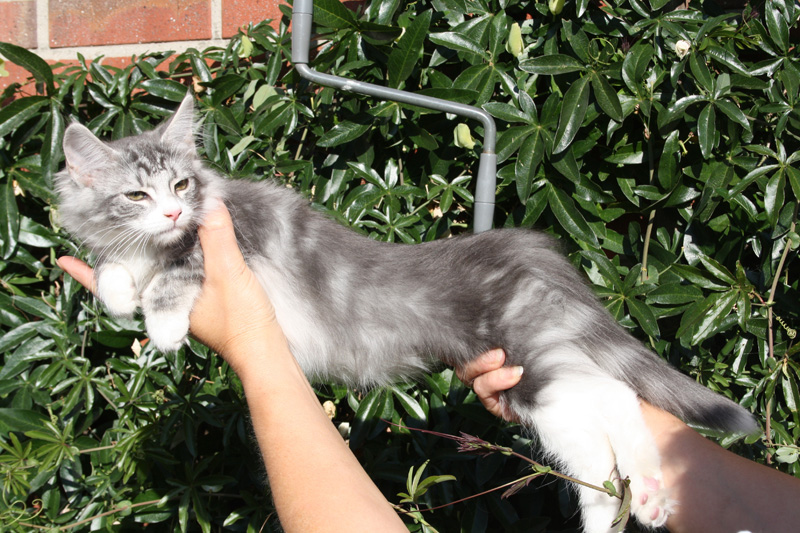 Diamond_251011_IMG_2328_kl