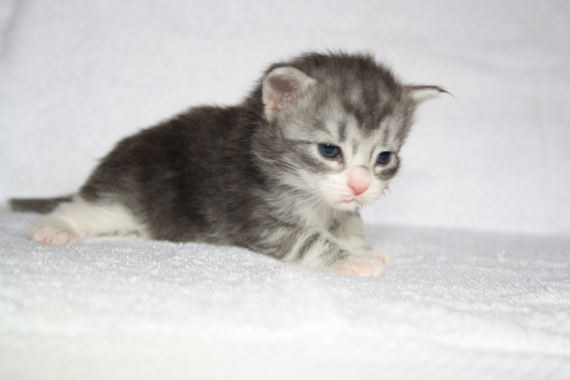 Diamond_310711_IMG_2102_kl