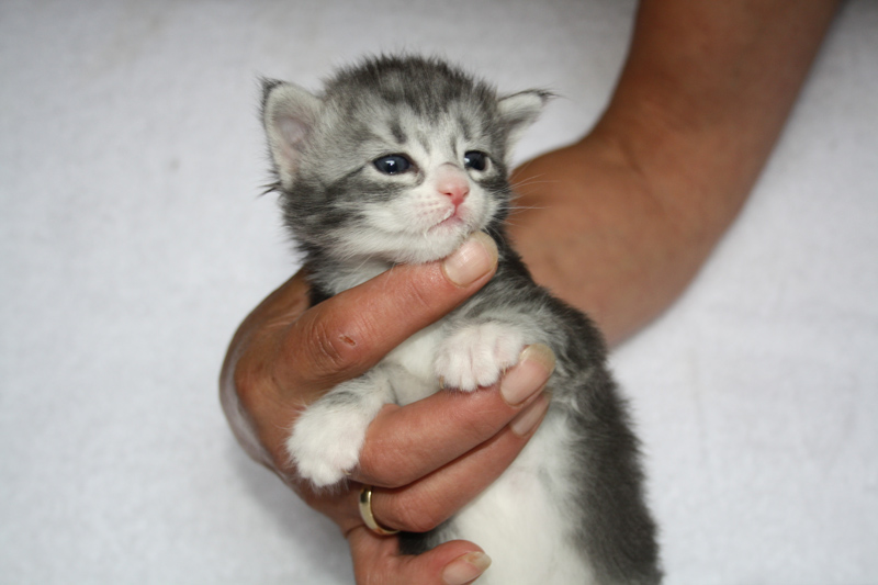 Diamond_310711_IMG_2106_kl