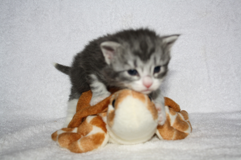 Diamond_310711_IMG_2159_kl