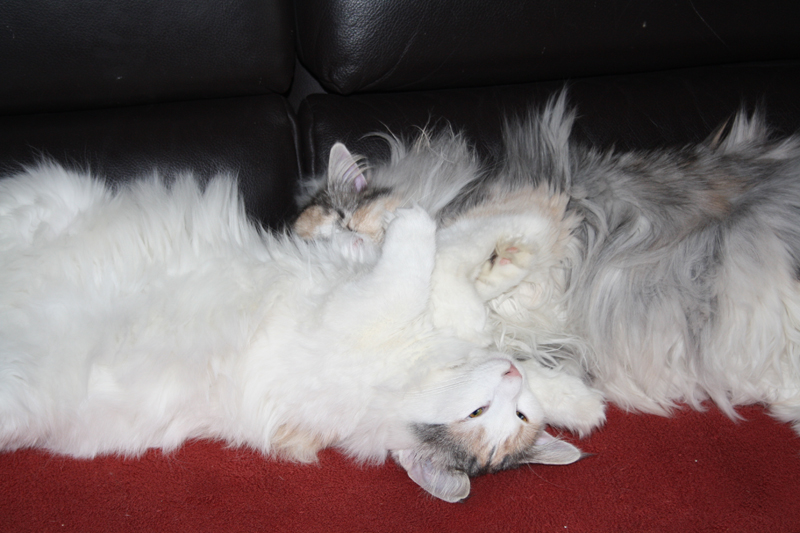 Donna_040211_IMG_1236_kl