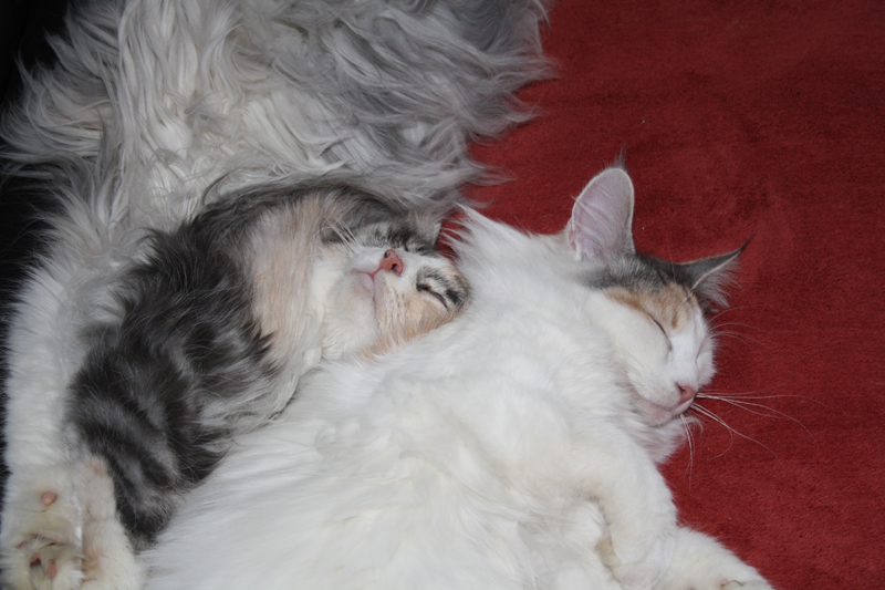 Donna_040211_IMG_1237_kl