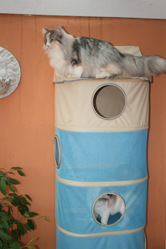 Donna_040211_IMG_1254_kl