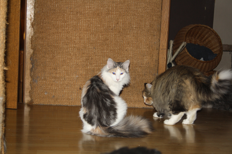 Donna_250111_IMG_1169_kl