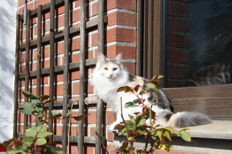 Donna_280311_IMG_1334_kl