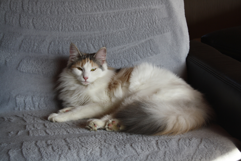 Donna_280311_IMG_1399_kl