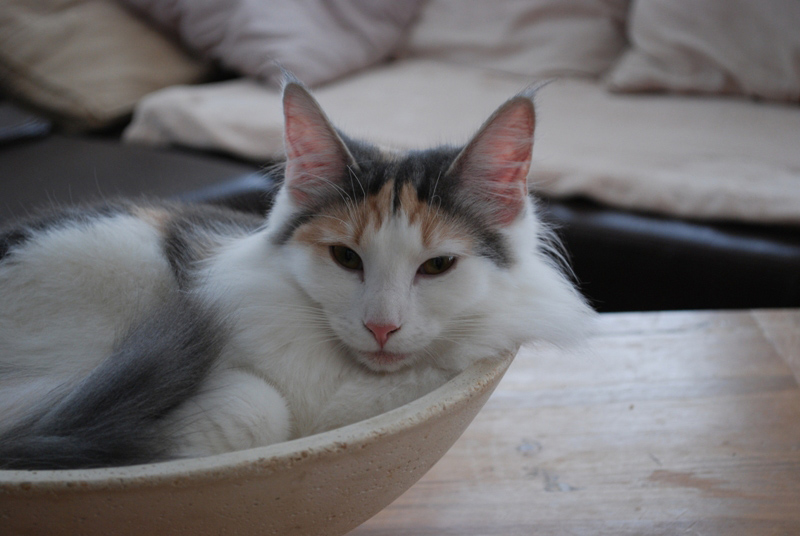 Donna_Jan11_DSC_756603