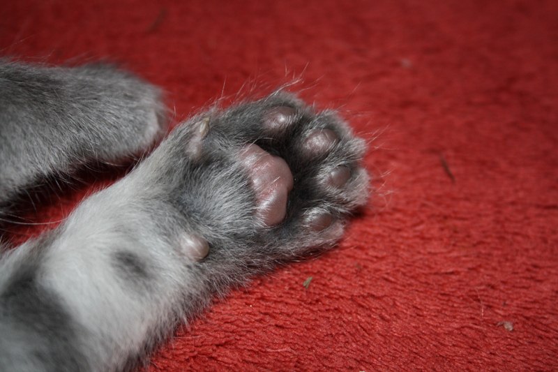 Duncan_110710_IMG_0356_kl