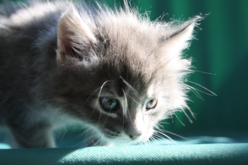 Duncan_110710_IMG_0392_kl