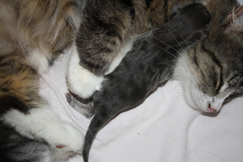 Duncan_Ashunta_020610_IMG_0084_kl