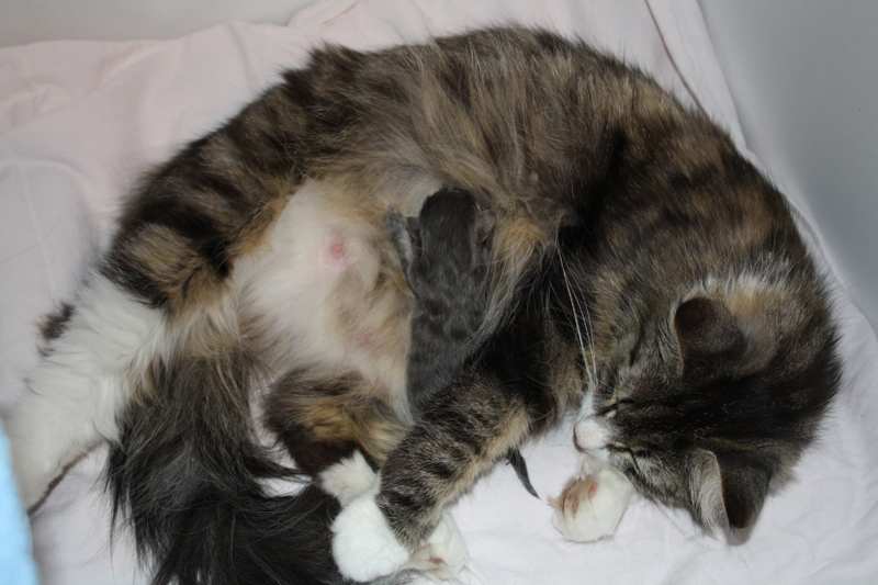 Duncan_Ashunta_020610_IMG_0086_kl