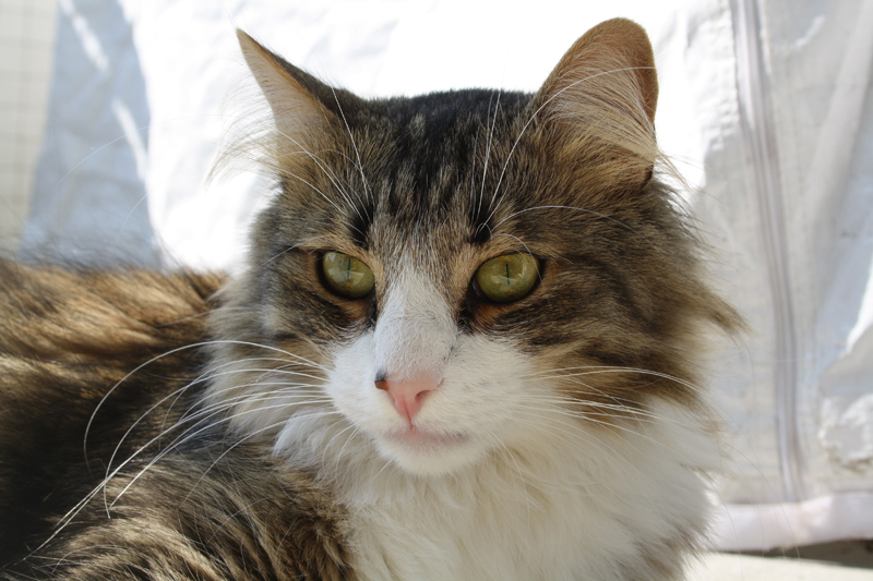 Finn_270710_IMG_0485_kl