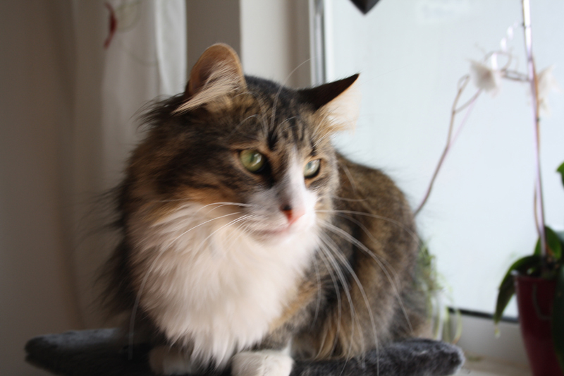 Finn_290710_IMG_0492_kl