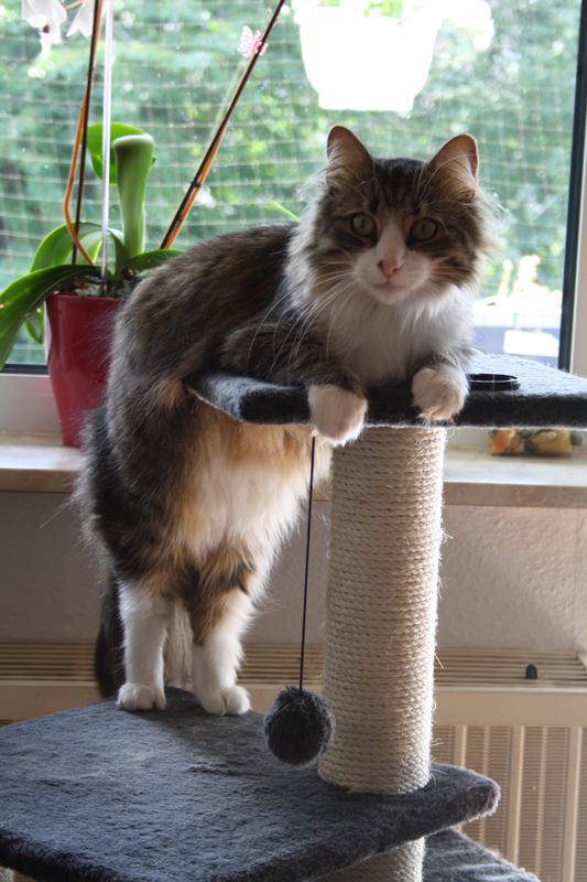 Finn_290710_IMG_0495_kl