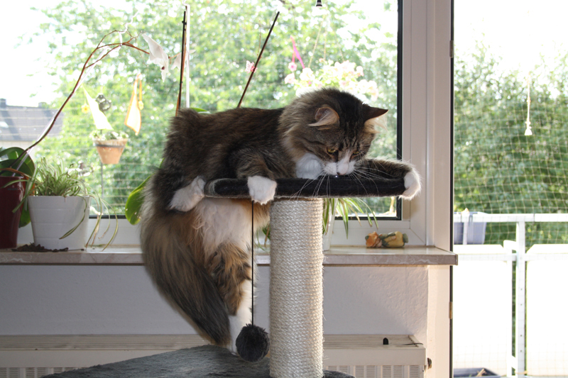 Finn_290710_IMG_0496_kl