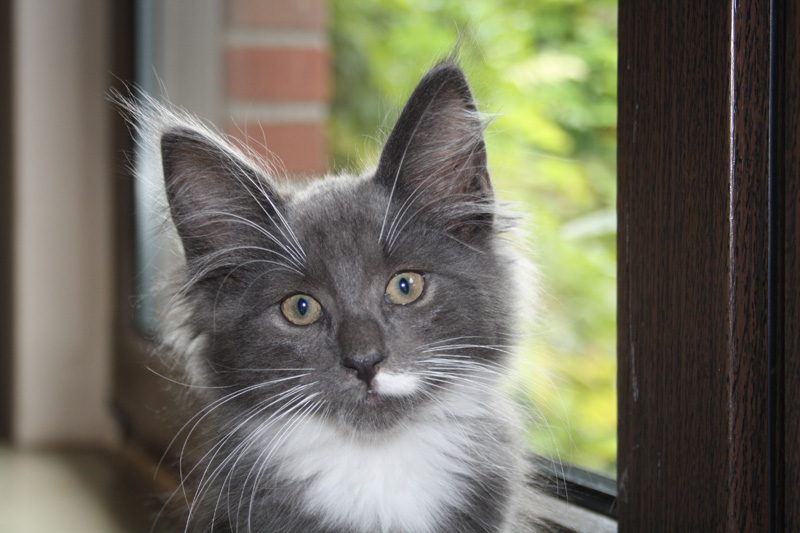 Gismo_251011_IMG_2302_kl