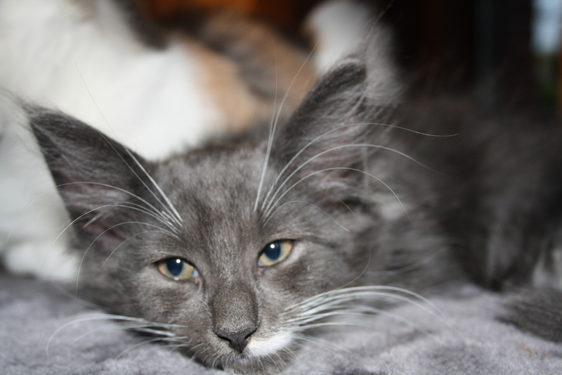 Gismo_251011_IMG_2317_kl