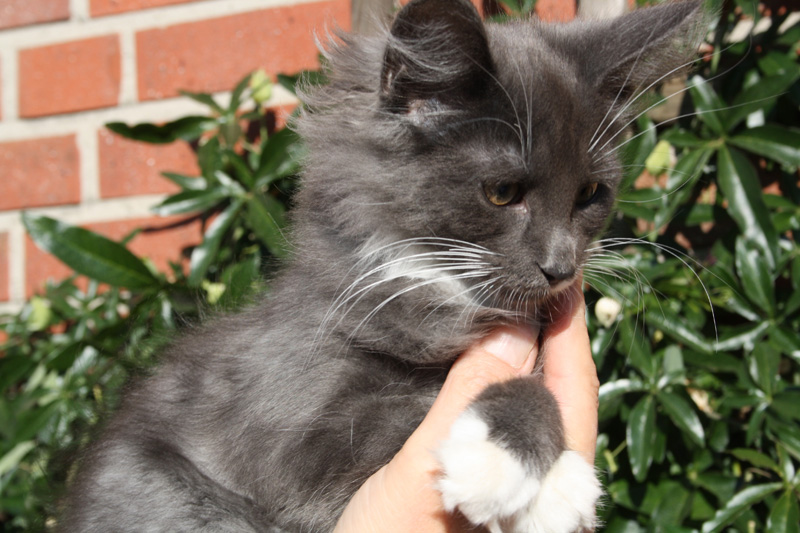 Gismo_251011_IMG_2345_kl