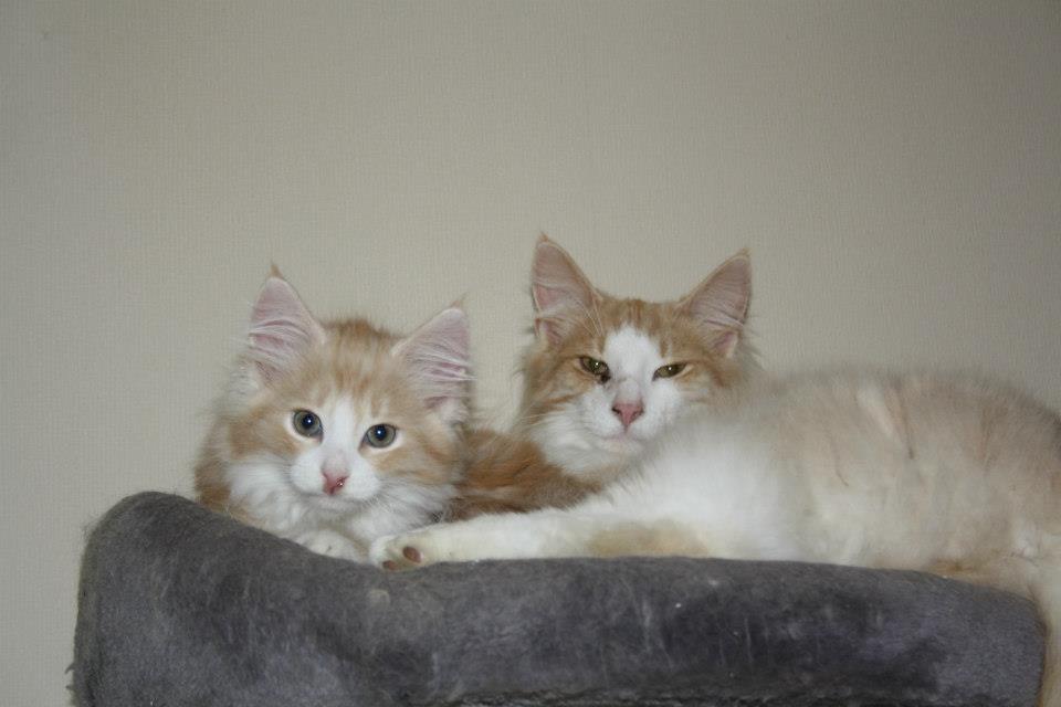 Harvey_Tequila_010613