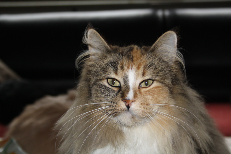 Hope_040211_IMG_1240_kl