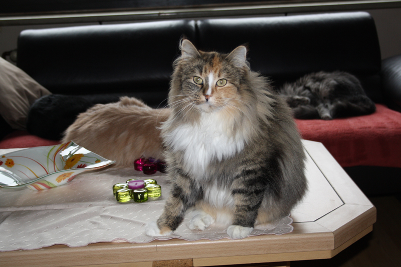 Hope_040211_IMG_1242_kl