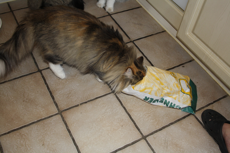 Hope_040211_IMG_1269_kl