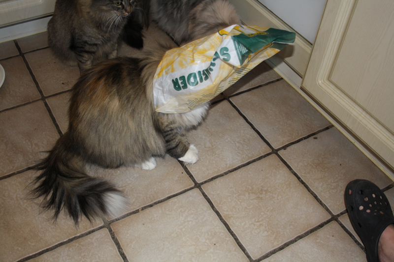 Hope_040211_IMG_1270_kl