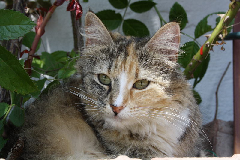 Hope_0610_IMG_0210_kl