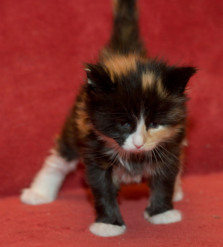 Jade_090811_D111107_kl02